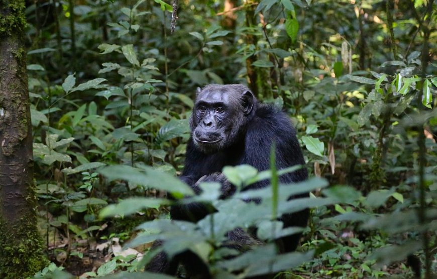 3 DAYS GORILLA ADVENTURE