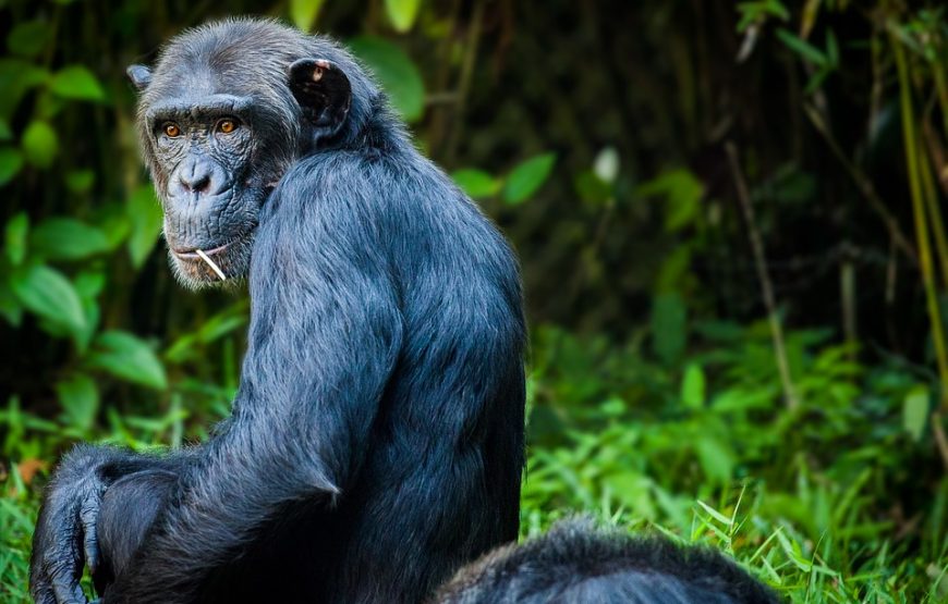 3 DAYS GORILLA ADVENTURE