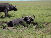 DIANI: 1 DAY SHIMBA HILLS NATIONAL RESERVE