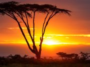 NAIROBI: 2 DAYS MASAI MARA EXPRESS TOUR