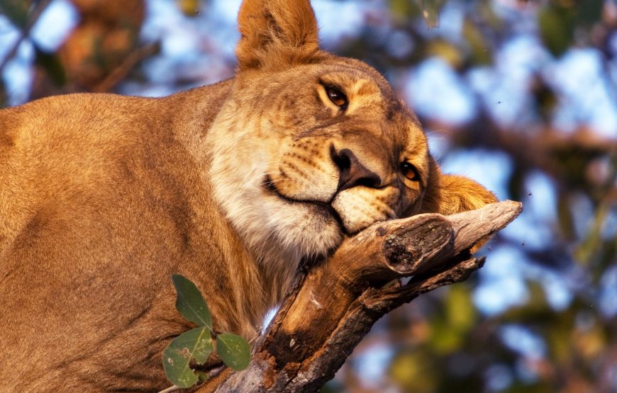 BOSTWANA 9 DAYS LUXURY  SAFARI