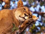 TSAVO: 3 DAYS TSAVO EAST NATIONAL PARK