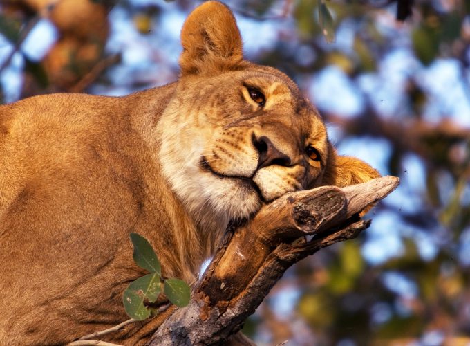 TSAVO: 3 DAYS TSAVO EAST NATIONAL PARK
