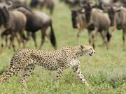 5 DAYS CLASSIC TANZANIA