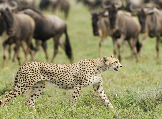 5 DAYS CLASSIC TANZANIA