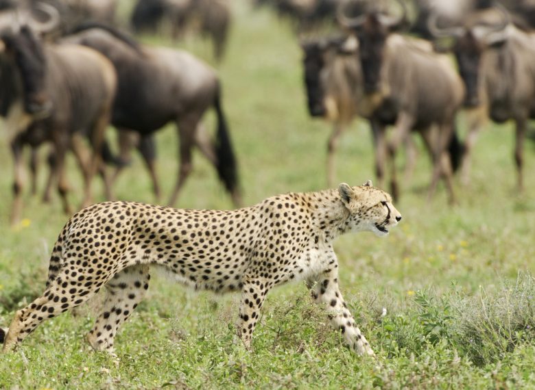 5 DAYS CLASSIC TANZANIA