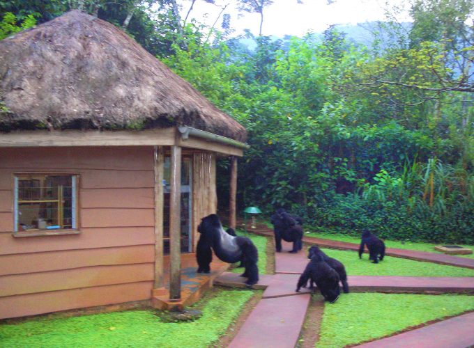3 Days Bwindi  Santuary Gorillas Forest Camp Tour