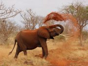 7 DAYS INTIMATE NORTHERN NAMIBIAN SAFARI