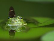 8 DAYS -DEEP RAIN-FORESTS OF MAURITIUS ADVENTURE