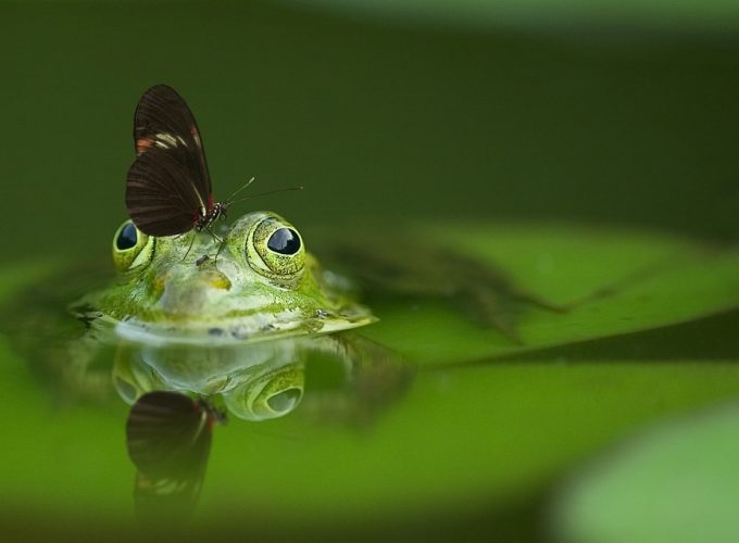 8 DAYS -DEEP RAIN-FORESTS OF MAURITIUS ADVENTURE