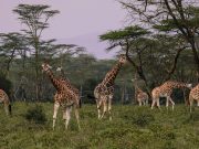 MOMBASA/NAIROBI: 4 DAYS AMBOSELI-TSAVO WEST-SAFARI