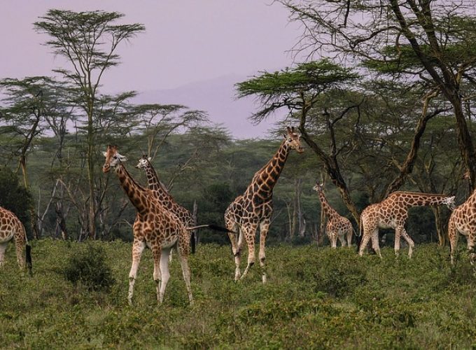 MOMBASA/NAIROBI: 4 DAYS AMBOSELI-TSAVO WEST-SAFARI
