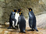 WALK WITH THE PINGUINS CAPE TOWN