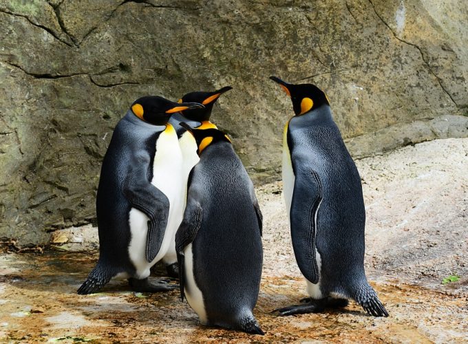 WALK WITH THE PINGUINS CAPE TOWN