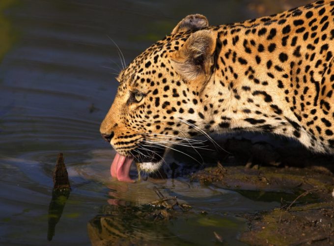 3 DAYS GREAT KRUGER SAFARI