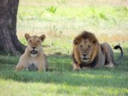4 DAYS CAPE TOWN SAFARI & WHALE WATCH