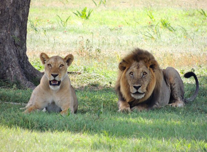 4 DAYS CAPE TOWN SAFARI & WHALE WATCH