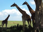 NAIROBI: 3 DAYS MAASAI MARA SAFARI