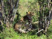 AMBOSELLI EXPRESS 1 FULL DAY TOUR FROM NAIROBI &BACK