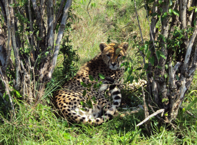 AMBOSELLI EXPRESS 1 FULL DAY TOUR FROM NAIROBI &BACK
