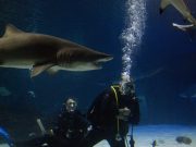 LIFE ADRENALIN SHARK DIVE HALF DAY ACTIVITY