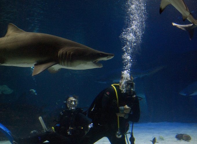 LIFE ADRENALIN SHARK DIVE HALF DAY ACTIVITY