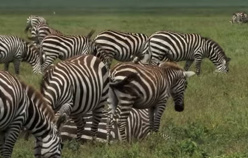 10 DAYS – BOSTWANA SHUTTER SAFARI